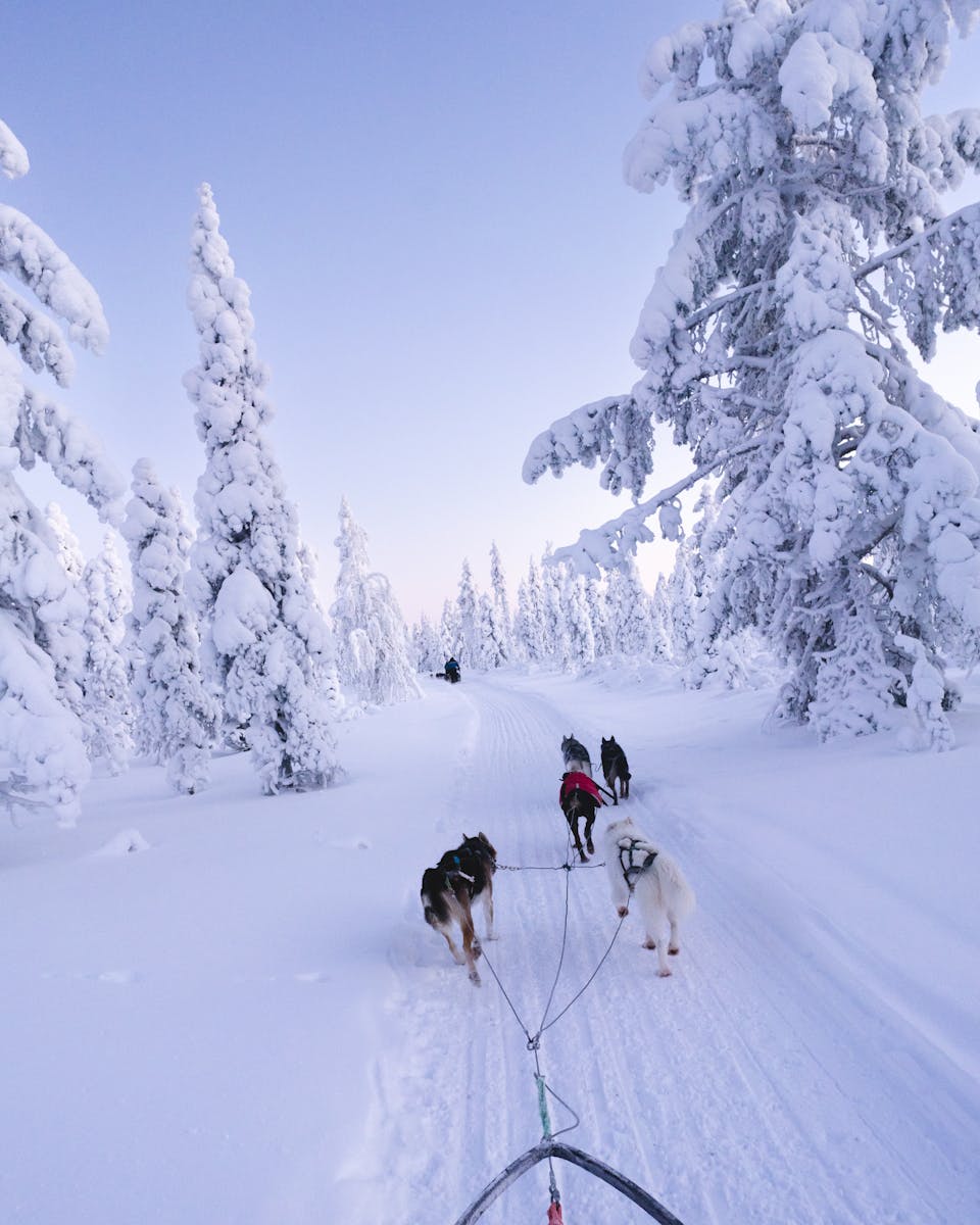 Experience the thrill of dog sledding through snowy Finnish landscapes, surrounded by frosty trees and pristine nature.