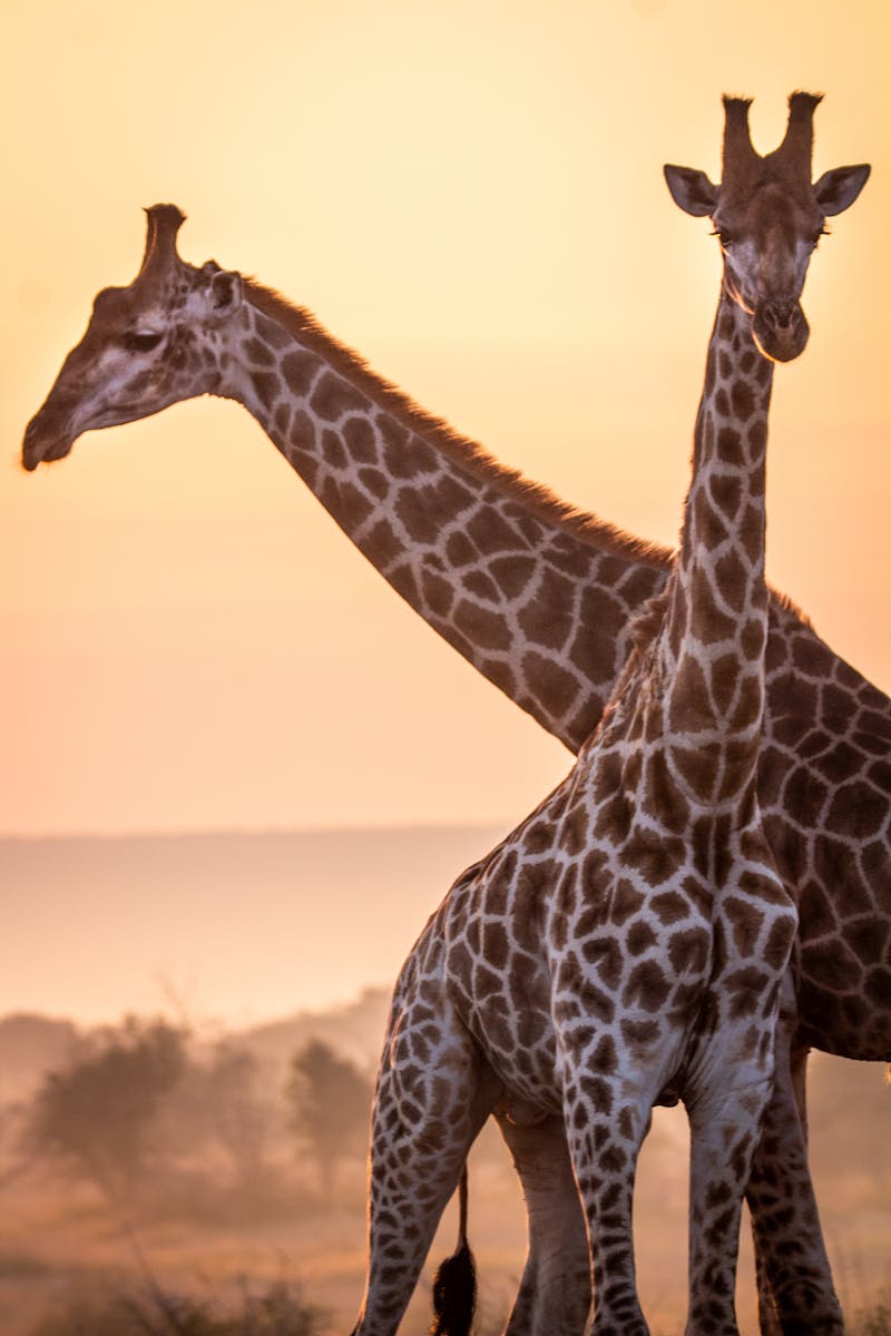 Two giraffes basking in the warm sunset on the South African savanna