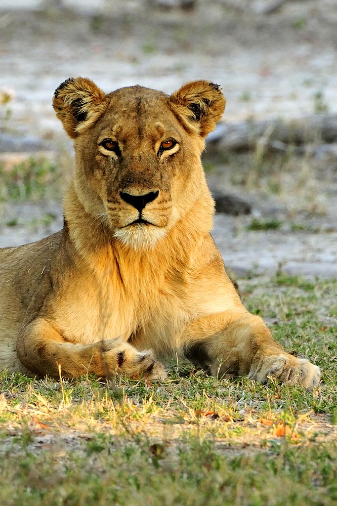 Botswana Okavango Delta