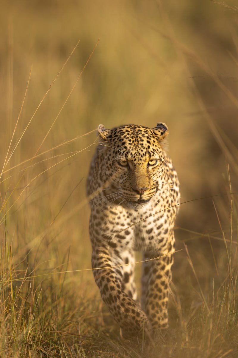 Close-up of a leopard walking through the golden grasslands of Maasai Mara, Kenya.