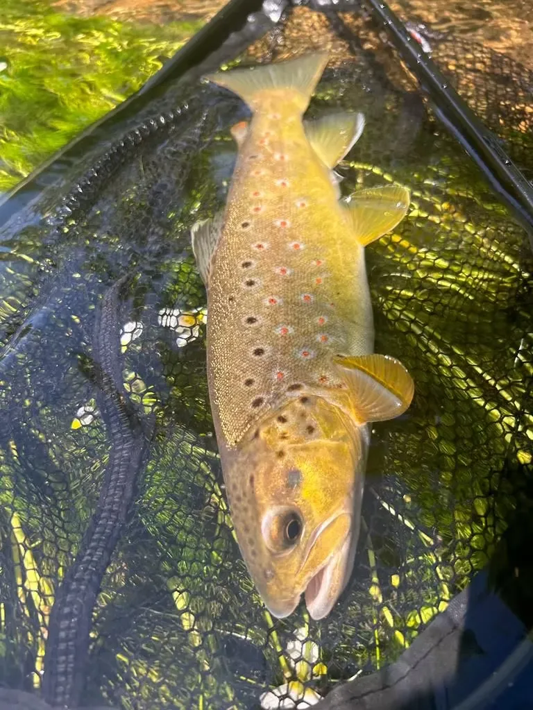 Belle truite pêchée à la mouche en Autriche