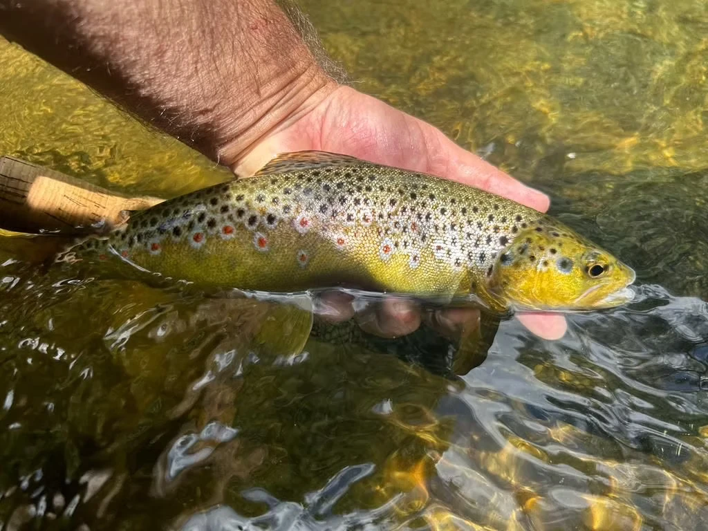 Truite à la mouche en Autriche