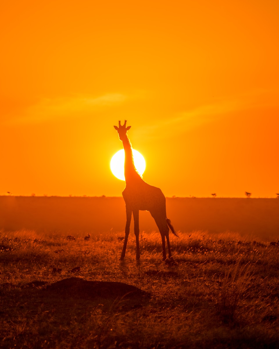 silhouette of giraffe on brown field during sunset