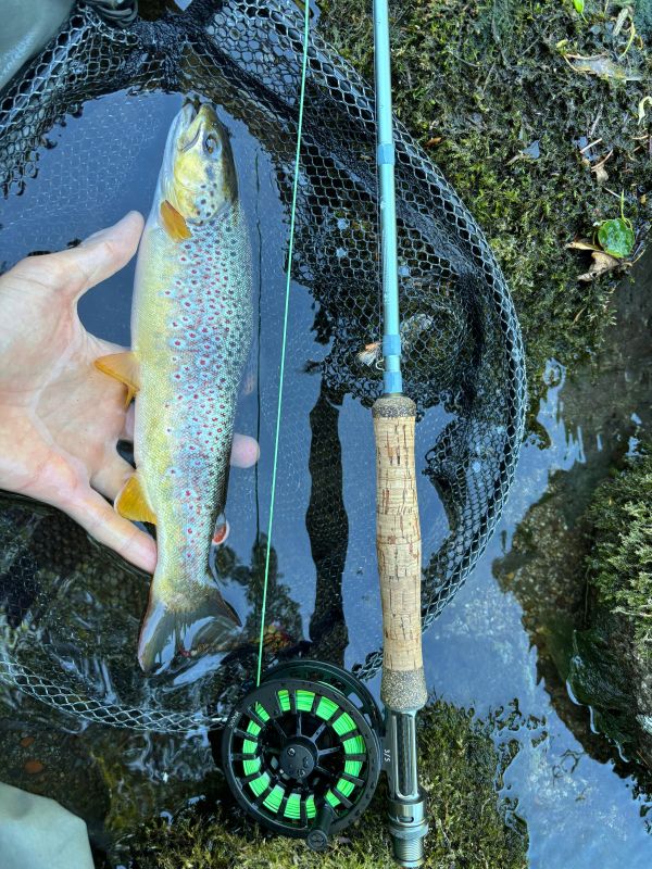 jolie truite bien dodue prise à la mouche en Slovaquie